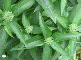 Organic Echinacea Seeds Perfect for Tea Gardens