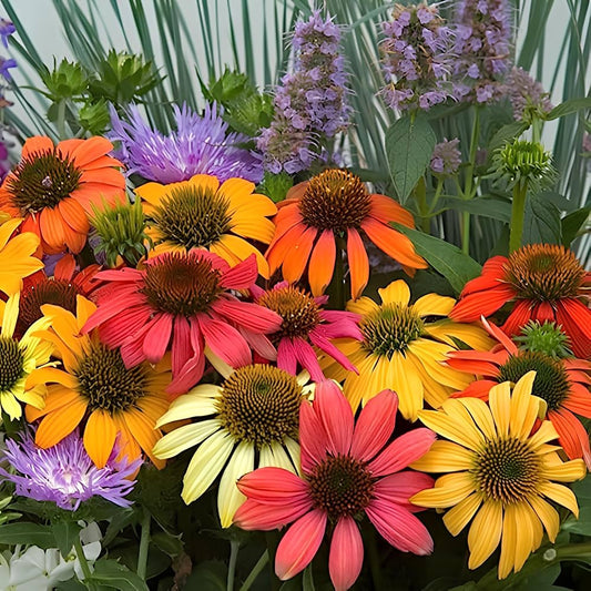 Echinacea Seeds Strong Growth & Vibrant Color