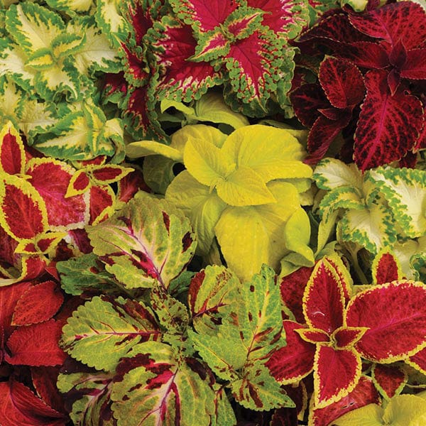 Buntnessel-Kräutersamen in gemischten Farben
