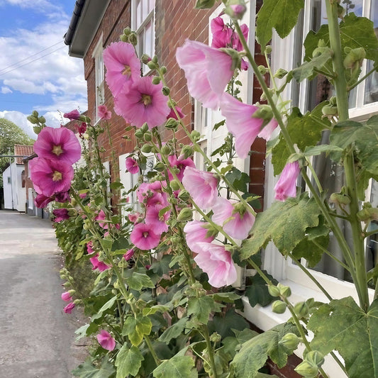 Pink Hollyhock 'Summer Carnival' Flower Seeds