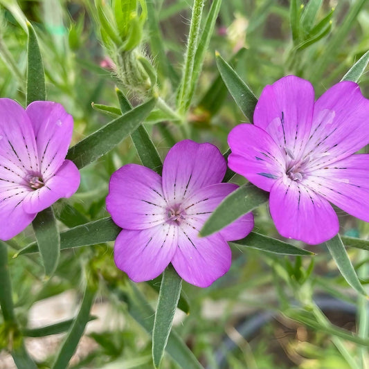 Corncockle Flower Seeds
