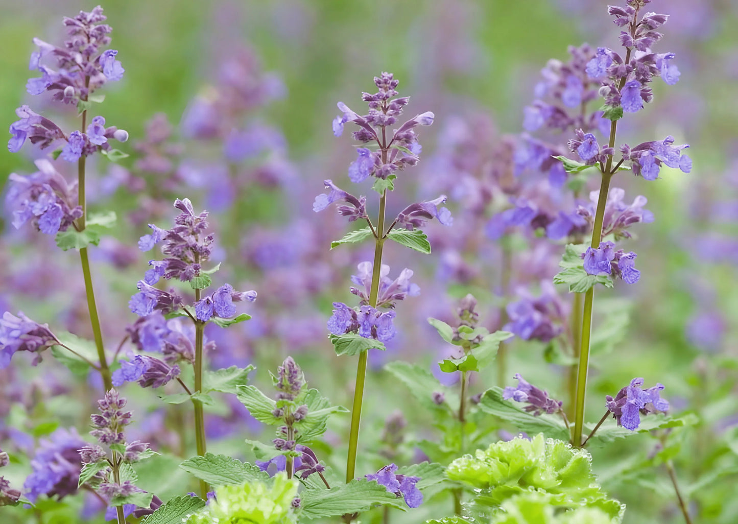 Catmint Flower Seeds