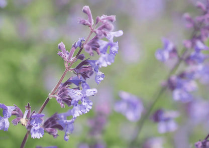 Catmint Flower Seeds