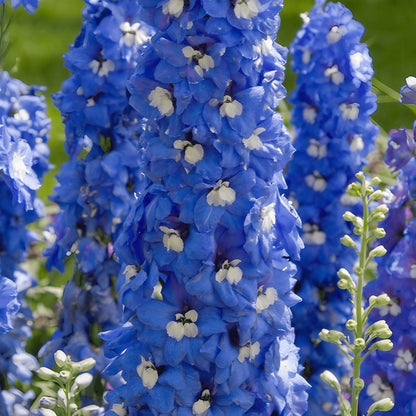 Delphinium Flower Seeds