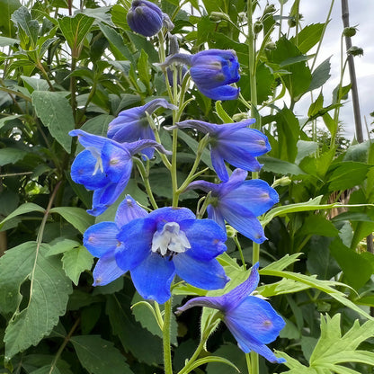Delphinium Flower Seeds