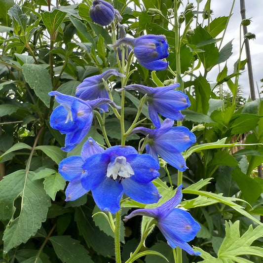 Delphinium Flower Seeds
