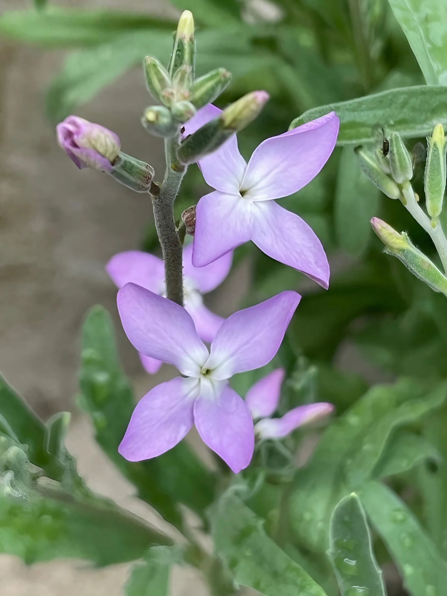 planting night scented stock seeds Night-Scented Stock Flower Seeds for Planting – Heirloom, Non-GMO, Fra – Pure Asia Seeds