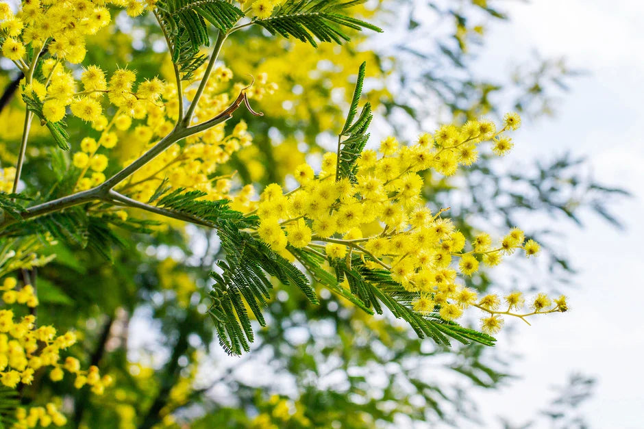 Dealbata Mimosa Flower seeds for Planting Perfect for Borders Heirloom & GMO Free Seeds for Home Garden 
 
 Sale for planting in home garden