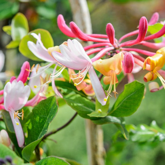 Etruscan Honeysuckle Herb Seeds