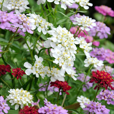 Iberis Gibraltarica Flower Seeds