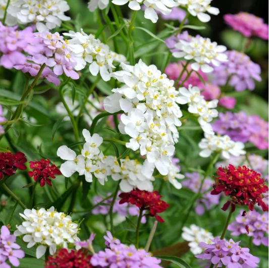 Candytuft Flower Seeds