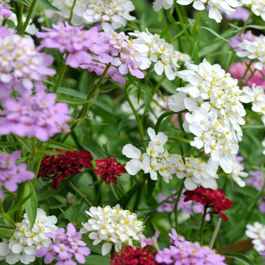 Mixed Candytuft Flower seeds for Planting - Wildflower Mix, Heirloom & GMO Free Seeds for Home Garden
 
 Sale for planting in home garden