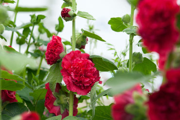 Double Red Hollyhock Flower Seeds