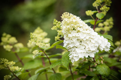 Hydrangea Paniculata Flower  Seeds