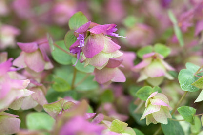 Ornamental Oregano Flower Seeds