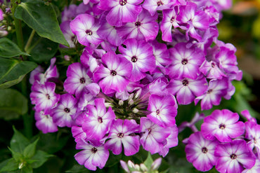 Violet Phlox Flower Seeds
