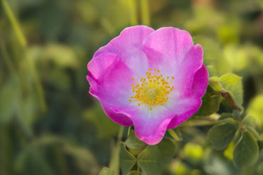 Rosa Rubiginosa Flower Seeds