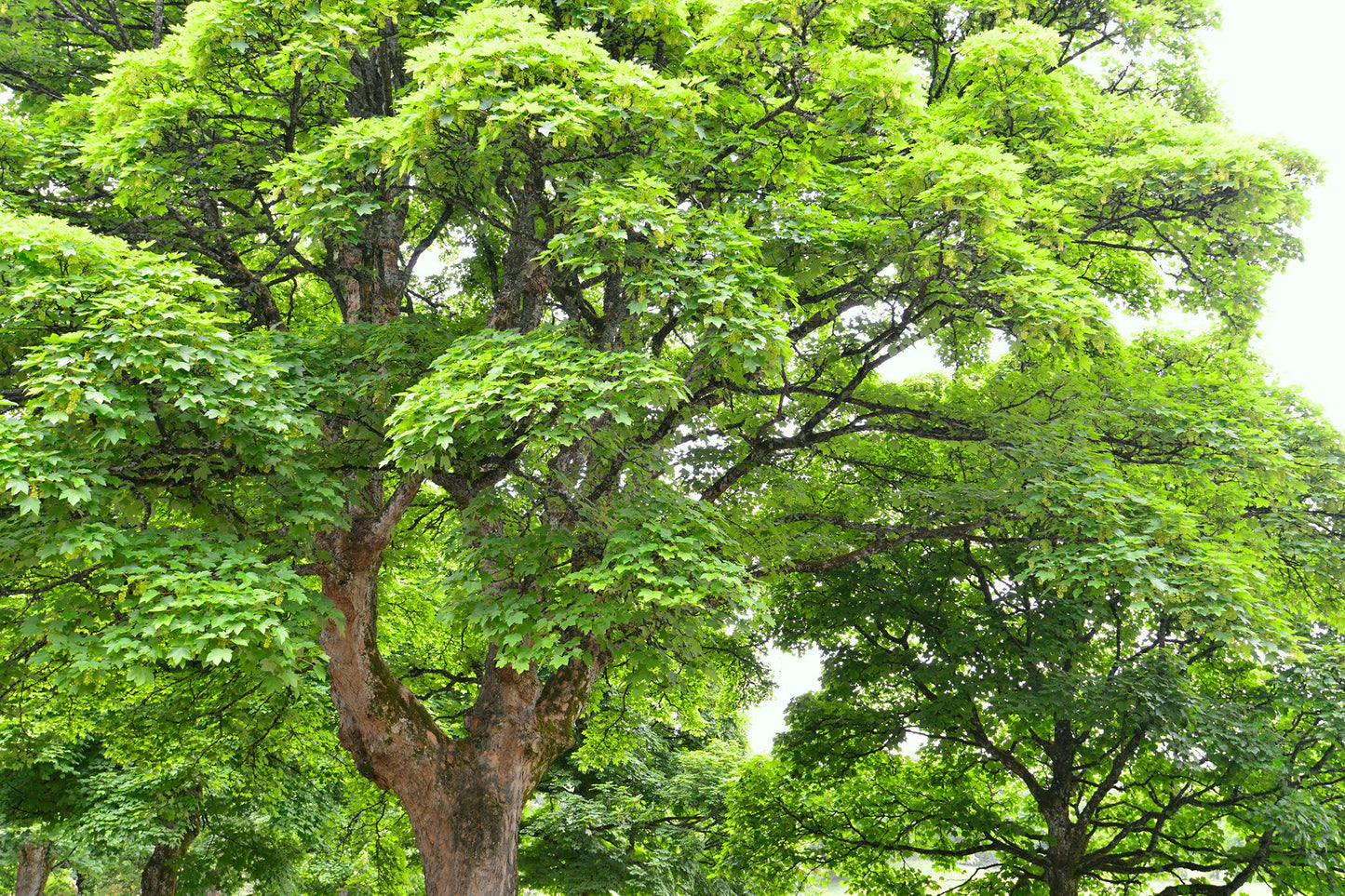 Sycamore Tree Seeds