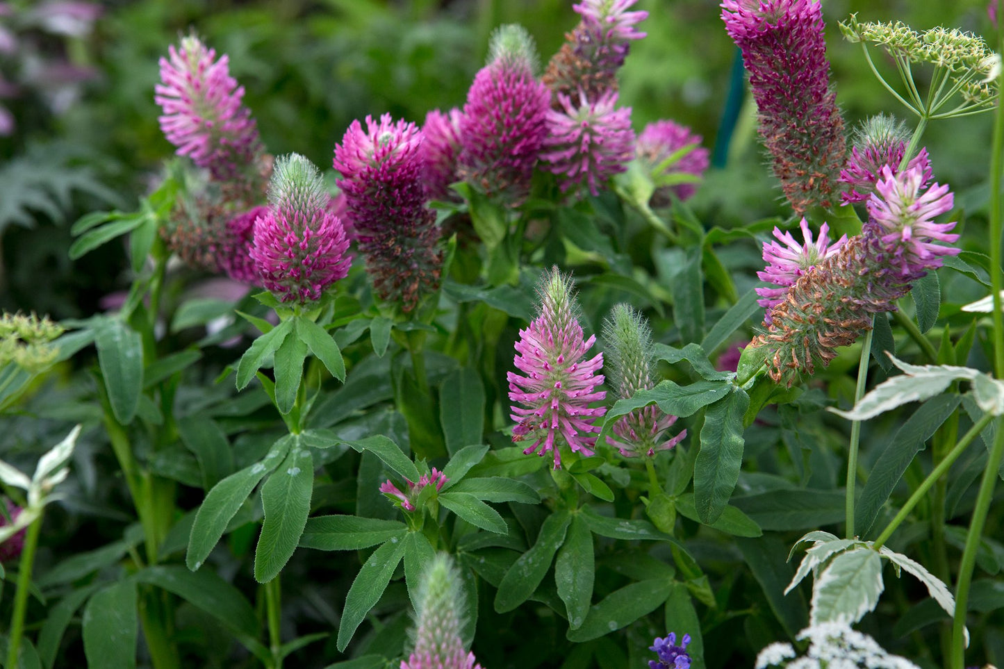 Trifolium Rubens Plant Seeds