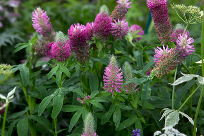Trifolium Rubens Plant Seeds