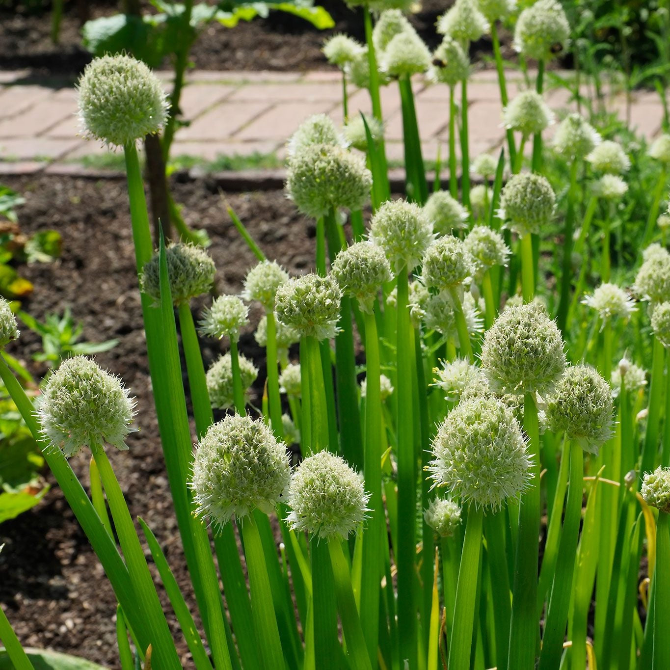 ワケギ 野菜の種