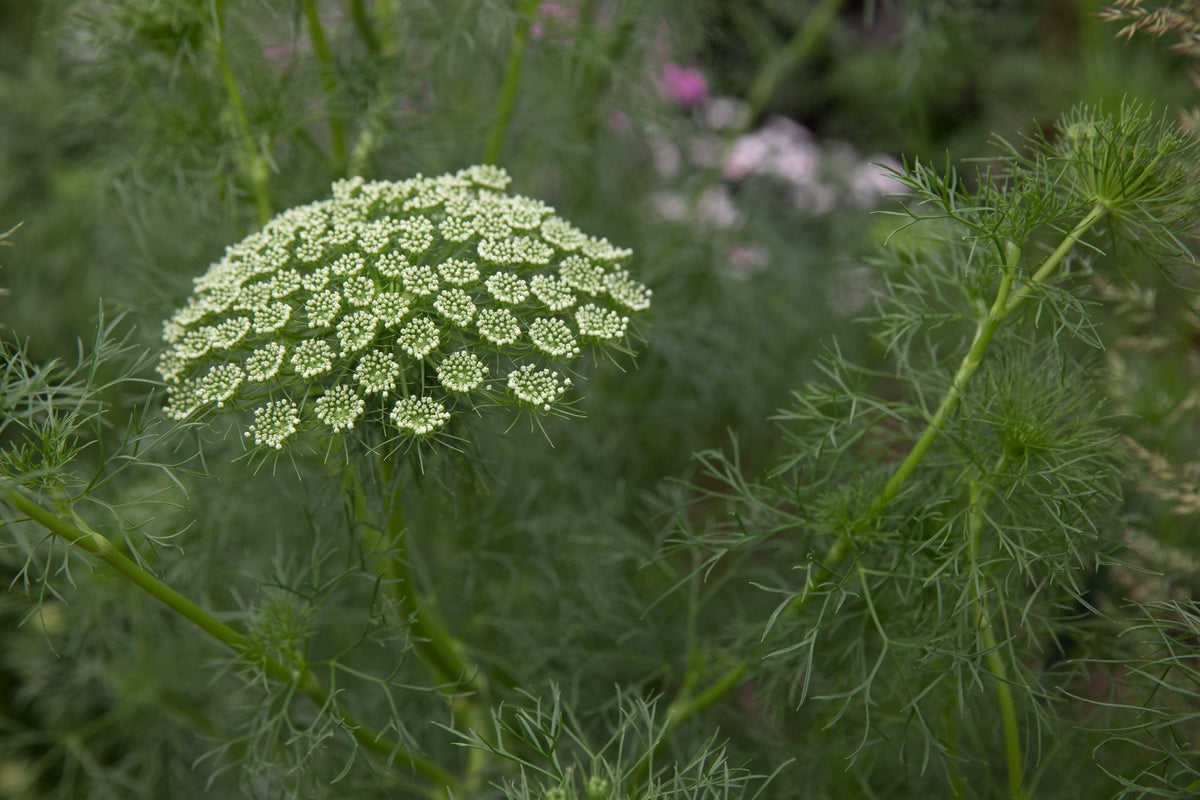 Ammi (Ammi Visnage) seeds for planting in home garden