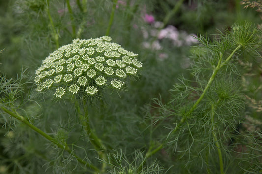 Ammi (Ammi Visnage) seeds for planting in home garden