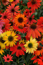 Echinacea Seeds Strong Growth & Vibrant Color