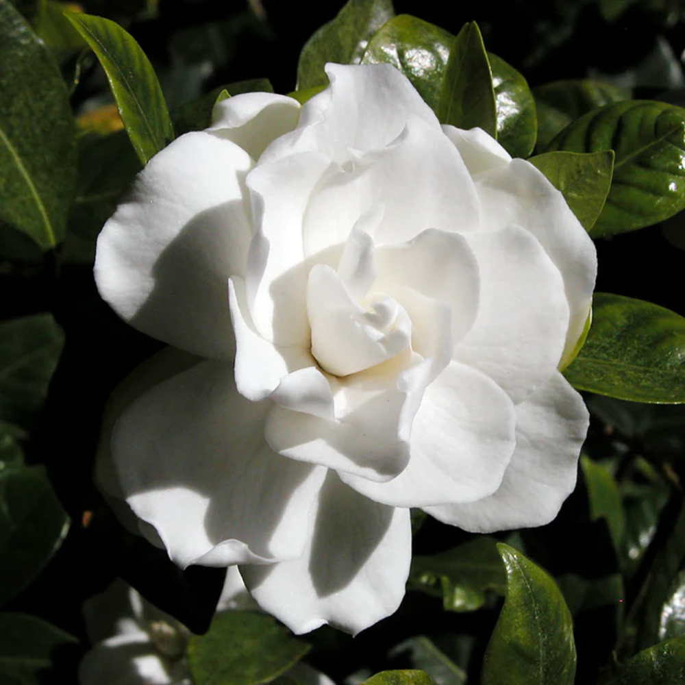 Cape Jasmine Flower Seeds