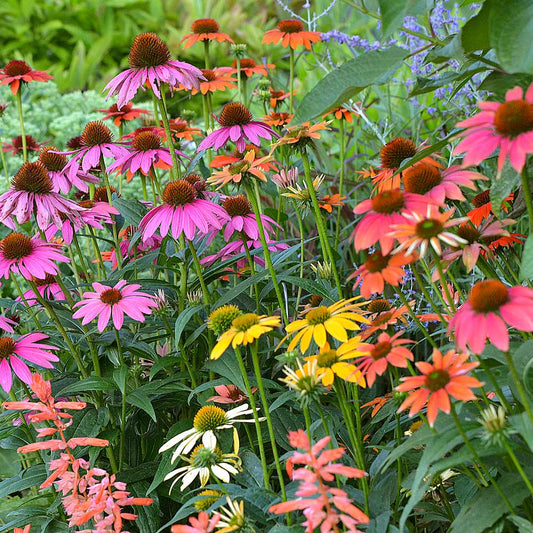 Garden Fresh Echinacea Seeds for Long Lasting Blooms