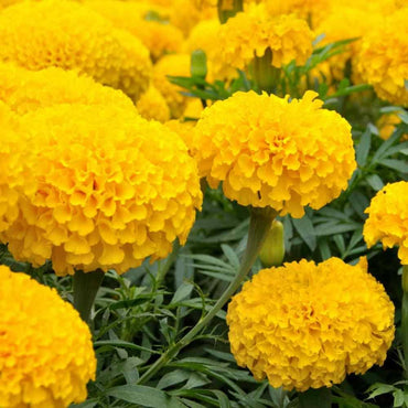 Premium Marigold Seeds – Grow Bright Colorful Flowers
