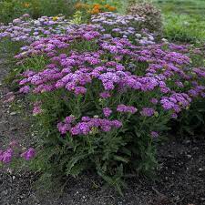 yarrow flower seeds purple