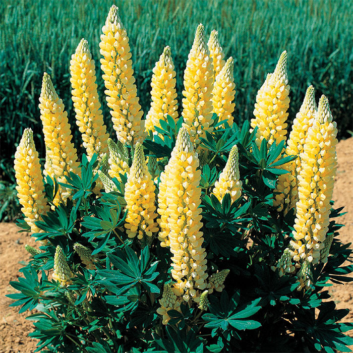 Lupine Wildflower Seeds yellow