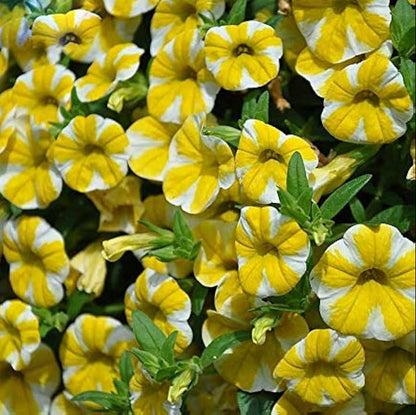 Semi di fiore Calibrachoa bianco giallo per piantare - Miscuglio di fiori selvatici, semi tradizionali e privi di OGM per giardino domestico