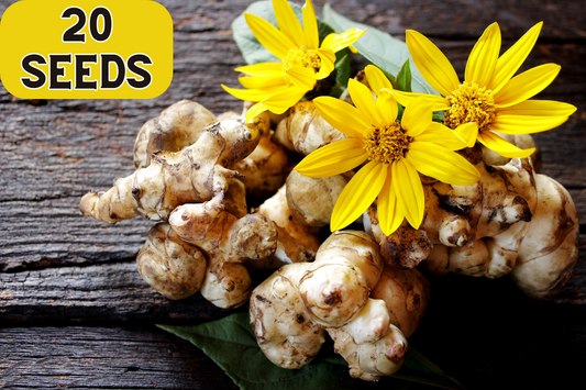 Jerusalem Artichoke Sunchoke Helianthus Tuberosus Yellow Sunflower Root Vegetable Seeds heirloom non-gmo organic garden seeds