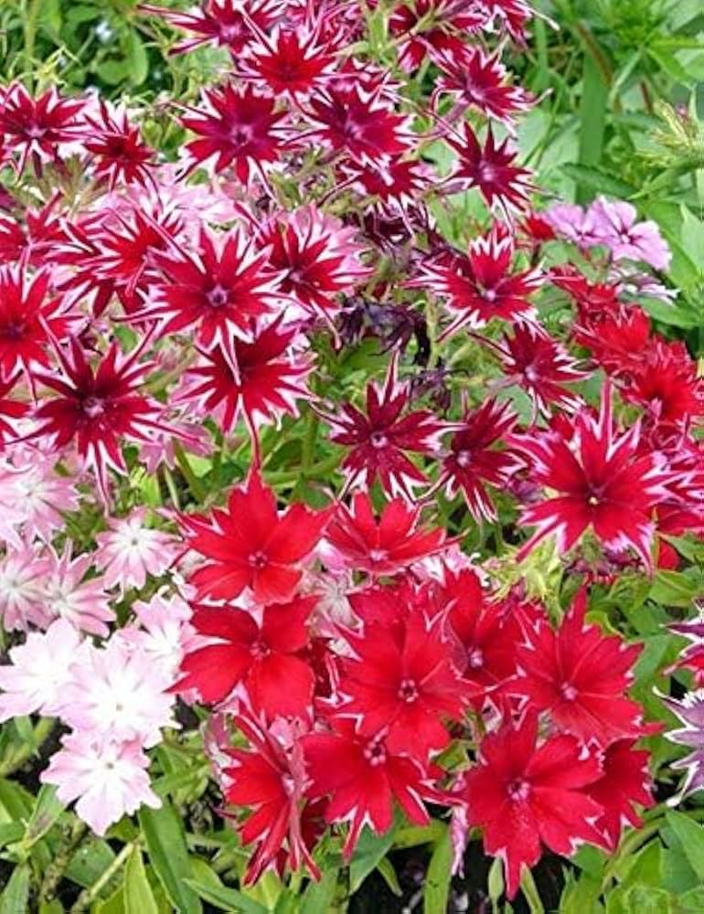 Phlox Flower Seeds for Cutting – Red & White