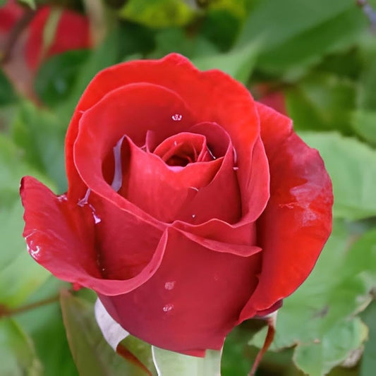 Rare Red Rose Seeds – Heirloom Variety for Planting
