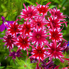 Phlox Flower Seeds for Cutting – Red & White