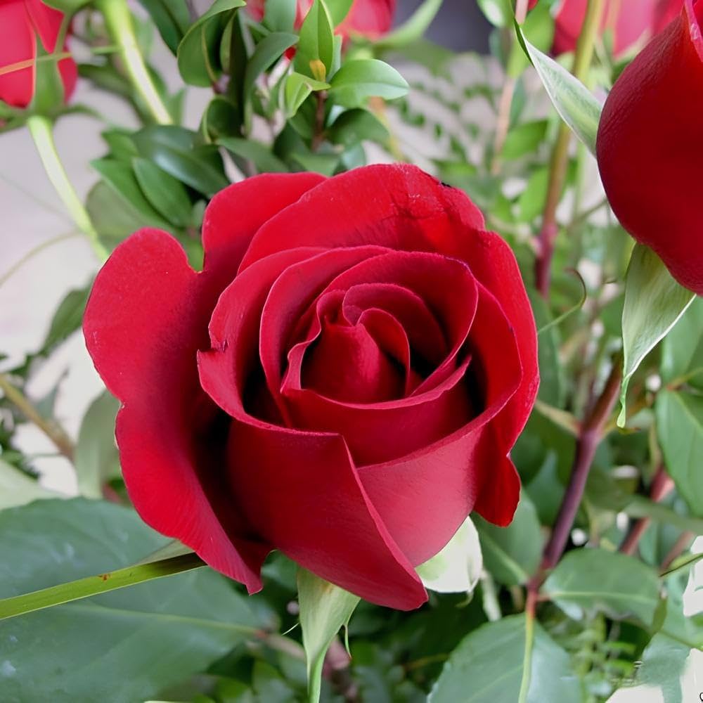 Rare Red Rose Seeds – Heirloom Variety for Planting