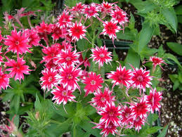 Phlox Flower Seeds for Cutting – Red & White