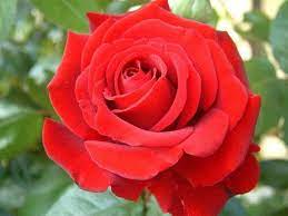 Rare Red Rose Seeds – Heirloom Variety for Planting