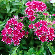Phlox Flower Seeds for Cutting – Red & White