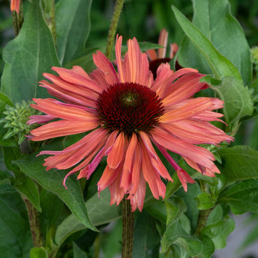 Garden Fresh Echinacea Seeds for Long Lasting Blooms
