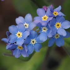 Myosotis Flower seeds for Planting - Colorful Display, Heirloom & GMO Free Seeds for Home Garden
 
 Sale for planting in home garden.