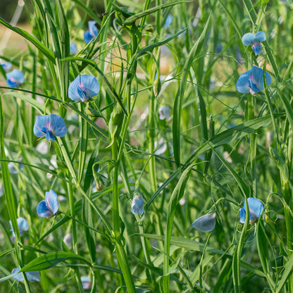 Grass Pea Herb Seeds