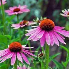 Garden Fresh Echinacea Seeds for Long Lasting Blooms