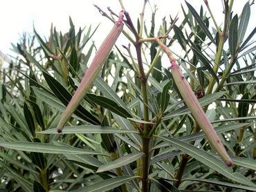 Nerium Oleander Shrub Seeds for Planting – Heirloom, Non-GMO, Hardy, Evergreen Shrub