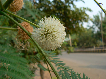 Semi di Albero di Tamarindo Bianco
