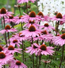 Medicinal Herb Echinacea Seeds for Home Use