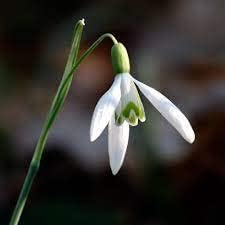 Galanthus Flower seeds for Planting - Compact Growth, Heirloom & GMO Free Seeds for Home Garden
 
 Sale for planting in home garden.